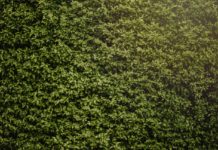 Fuldend din indkørsel med en færdighæk Hæk til indkørsel